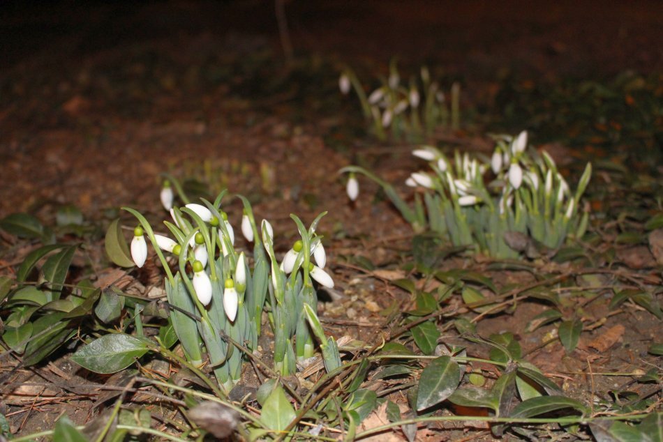 Ilustračný obrázok k článku Máme február, no v Bystrici to na zimu nevyzerá: Všimli ste si prvých poslov jari? FOTO