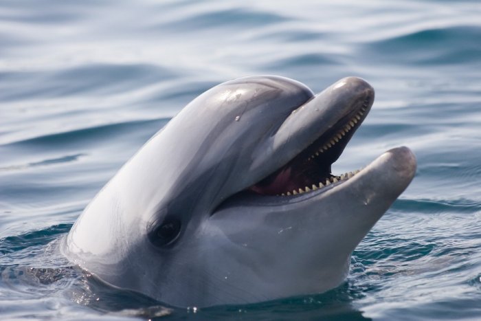 Ilustračný obrázok k článku Krvavá tradícia z Dánska pobúrila svet: Skončí sa BARBARSTVO páchané na delfínoch?