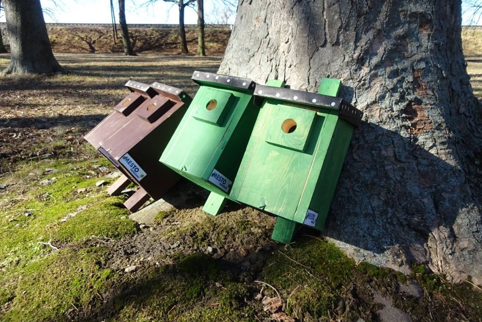 Ilustračný obrázok k článku Topoľčany myslia aj na spevavce: V parku osadili nové vtáčie búdky, FOTO