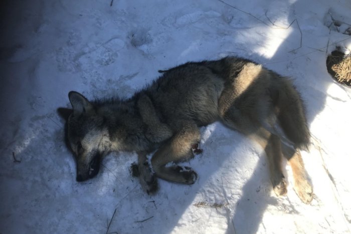 Ilustračný obrázok k článku V Tatrách našli ďalšieho zastreleného vlka: Prípad už riešia kriminalisti