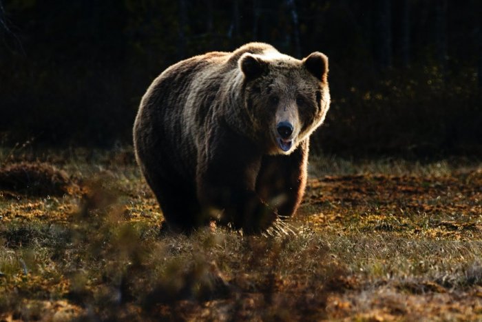 Ilustračný obrázok k článku Pre ZÁCHRANU syna použil zbraň: Buďte OPATRNÍ, v lesoch môže byť postrelená medvedica!