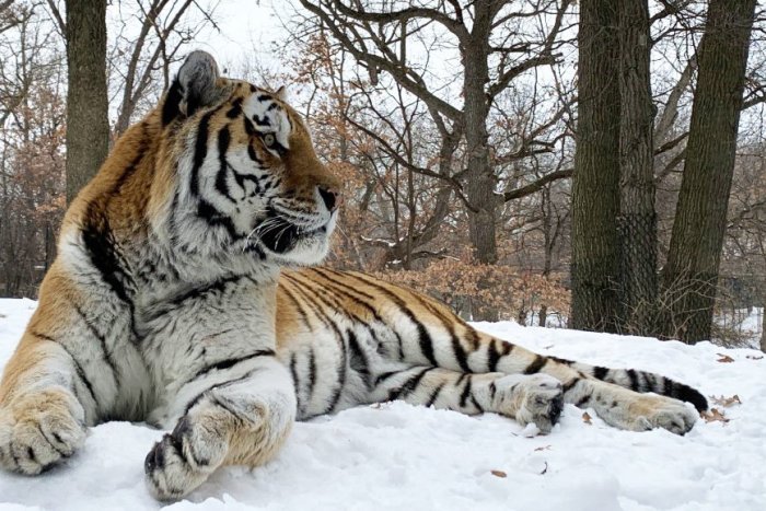 Ilustračný obrázok k článku Putinovi zlyhalo srdce: V americkej zoologickej záhrade SMÚTIA za tigrom z Česka