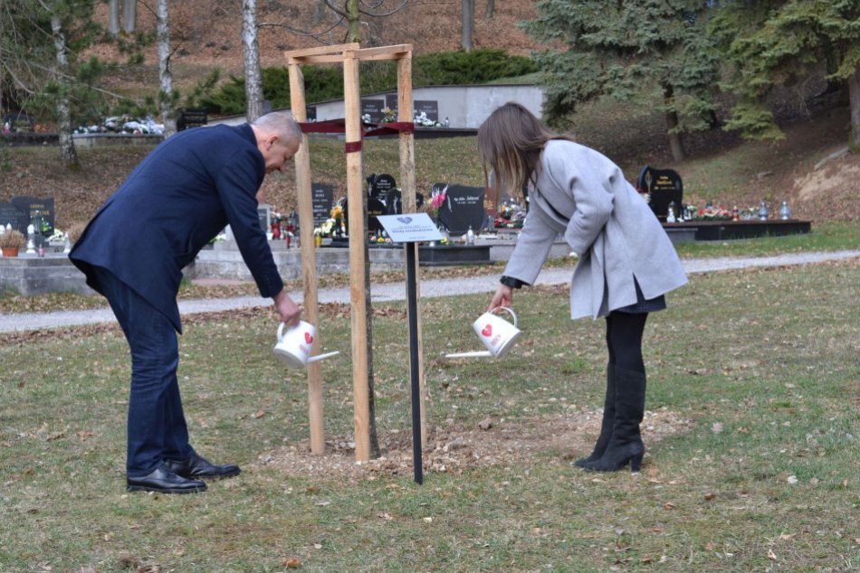 Ilustračný obrázok k článku V Bystrici vysadili výnimočnú lipu: Dýcha za obete pandémie, FOTO