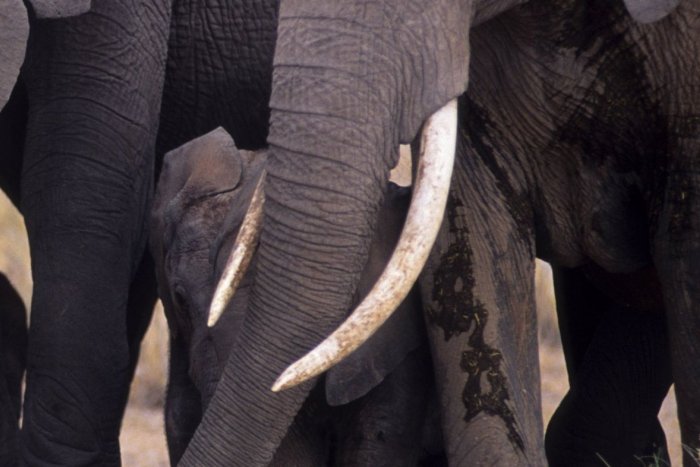 Ilustračný obrázok k článku V Bystrici zadržali podozrivé osoby: Jakuba odsúdili, chcel kšeftovať so slonovinou