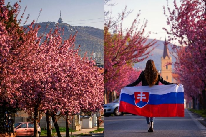 Ilustračný obrázok k článku Najkrajšia jarná ulica na Slovensku? Sakurová alej v Nitre opäť rozkvitla, FOTO
