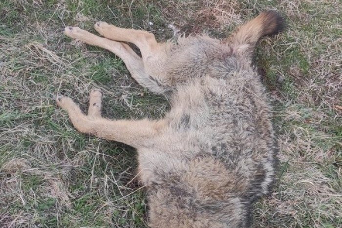 Ilustračný obrázok k článku ŠIALENÝ pytliacky čin na východe: Niekto zastrelil chráneného vlka!
