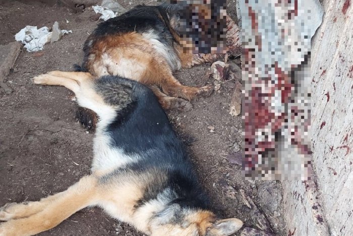 Ilustračný obrázok k článku OTRASNÝ čin na východe: Niekto usmrtil psa tupou strany sekery, polícia píše o monštre