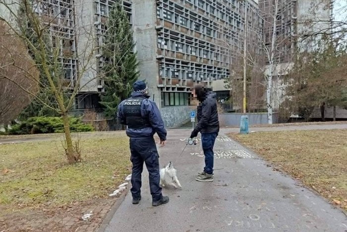 Ilustračný obrázok k článku Mestskí policajti si vo Zvolene posvietili na psíčkarov: KOĽKO porušení zistili?