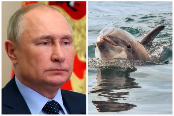 Ilustračný obrázok k článku Rusko nasadzuje vojenské delfíny: Pod hladinou dokážu odhaliť míny