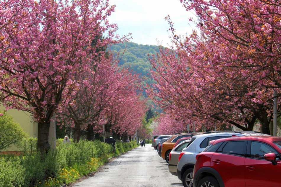 Ilustračný obrázok k článku Našli sme NAJKRAJŠIU ulicu v Bystrici: Úchvatné farby, romantika a vôňa v jednom, FOTO