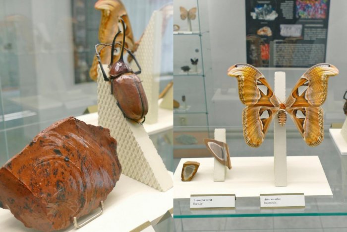 Ilustračný obrázok k článku Obdivujte exponáty z celého sveta: V Topoľčanoch prezentujú Farebnú krásu prírody