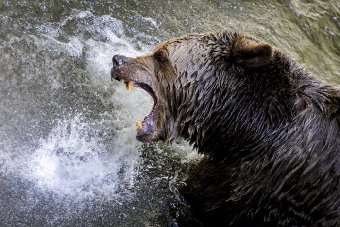 Ilustračný obrázok k článku Nasledoval partnerku, no v Tatrách ho zrazila električka: Z medveďa bude zrejme exponát