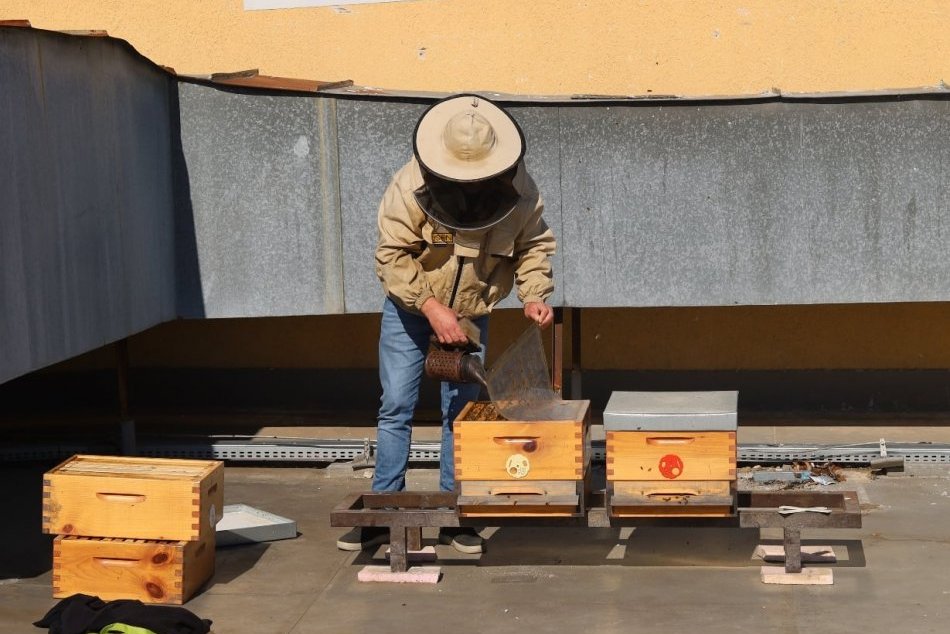 Ilustračný obrázok k článku Staré divadlo zakladá tradíciu divadelného včelárstva: Na streche pribudli prvé úle