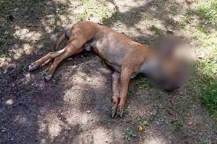 Ilustračný obrázok k článku Agresívny pes spôsobil žene vážne zranenia: Krvavú DRÁMU ukončila až streľba!