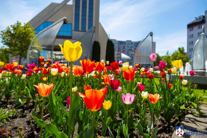 Ilustračný obrázok k článku Mesto skrášlili tulipány: Májové zábery z Popradu si človek zamiluje na prvú, FOTO