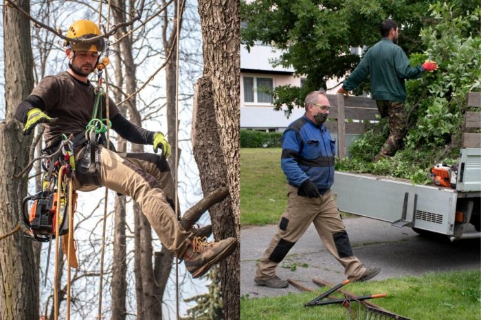 Ilustračný obrázok k článku V uliciach Nitry môžete vidieť LEZCOV na stromoch: V meste začína orez drevín