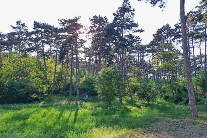 Ilustračný obrázok k článku Revitalizácia Boriny pokračuje: Pribudne pikniková lúka, fitnes prvky aj lavičky