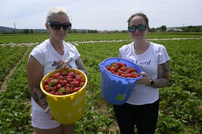 Ilustračný obrázok k článku Natrhajte si sladučké jahody: Veľký PREHĽAD samozberov v Nitrianskom kraji a okolí