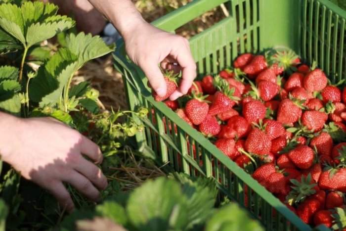 Ilustračný obrázok k článku Natrhajte si sladučké jahody: Veľký PREHĽAD samozberov v Trnavskom kraji a okolí
