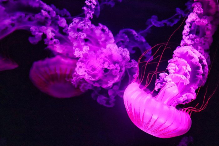 Ilustračný obrázok k článku V známej destinácii sa objavili NEBEZPEČNÉ fialové medúzy: Slováci, TU si dajte pozor!