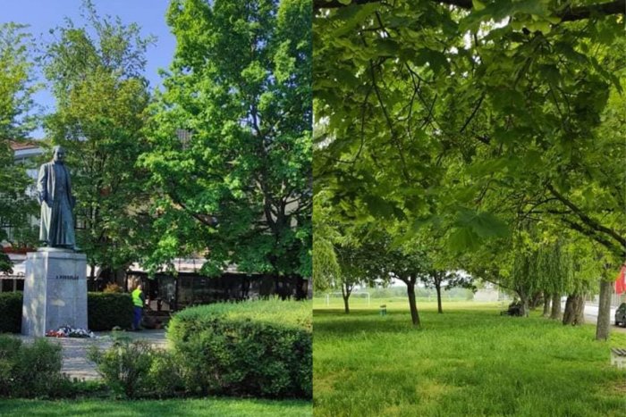 Ilustračný obrázok k článku Chodia po meste a obzerajú si stromy: Radnica vyhodnocuje stav zelene v celom meste
