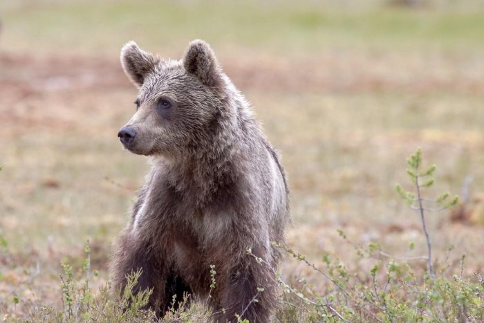 Ilustračný obrázok k článku SVET O SLOVENSKU: Medvede vraj terorizujú slovenské lesy, píšu o nás v Česku