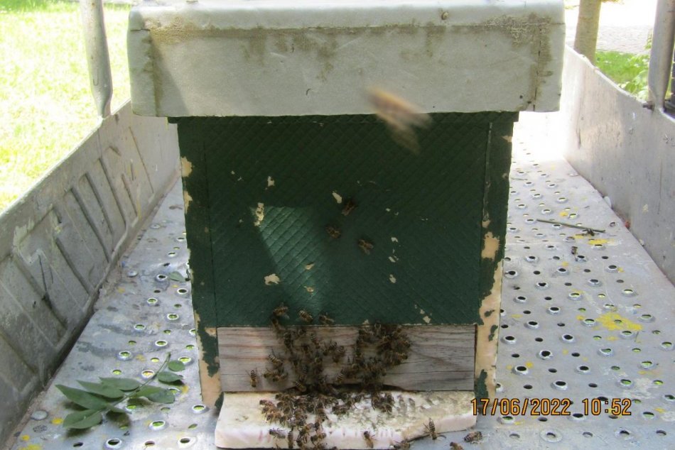 Ilustračný obrázok k článku V centre Zvolena sa usídlil roj včiel: Zasahovať museli mestskí policajti, FOTO