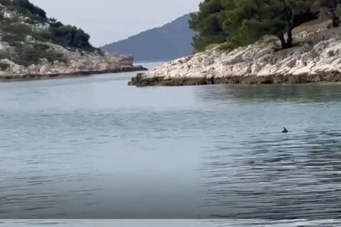 Ilustračný obrázok k článku VIDEO: V Chorvátsku sa objavil ďalší žralok. Plával len pár metrov od ľudí!