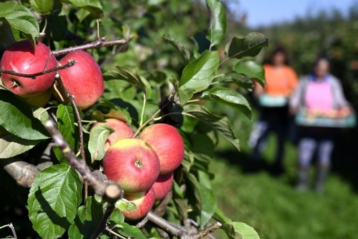 Ilustračný obrázok k článku V sadoch pri Nitre sa začal SAMOZBER jesenných jabĺk: Aké sú ceny?
