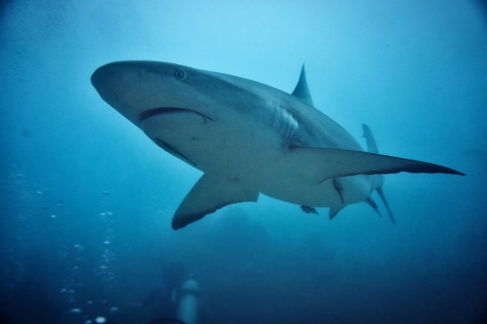 Ilustračný obrázok k článku ŠOKUJÚCA správa z Egypta: Po smrtiacom útoku ZABIL žralok aj druhú ženu!