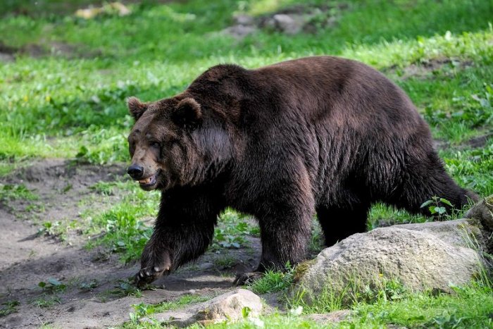 Ilustračný obrázok k článku DESIVÝ opis ÚTOKU medvedice: Mužovi spôsobila mnohopočetné ZRANENIA