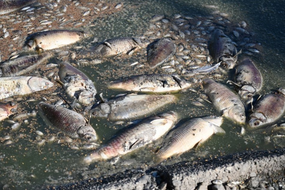 Ilustračný obrázok k článku Na Podpoľaní sa naskytol SMUTNÝ pohľad: V rieke hromadne uhynuli ryby