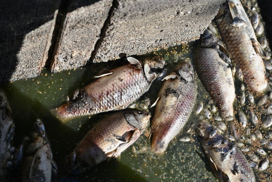 Ilustračný obrázok k článku Čo môže za HROMADNÝ úhyn rýb na Podpoľaní? Pracuje sa s viacerými VERZIAMI