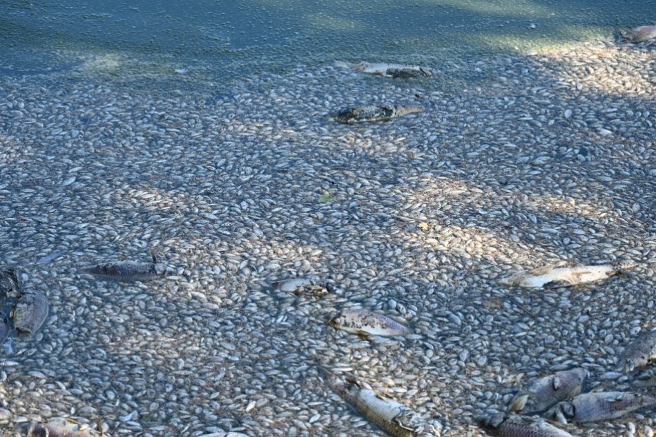 Ilustračný obrázok k článku Rybník v Kamennom mlyne je bez vody: Na brehu ležali uhynuté ryby a vtáky, FOTO