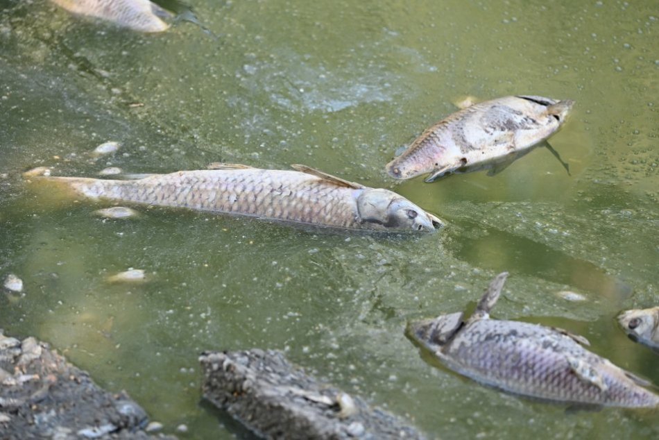 Ilustračný obrázok k článku ŠOK na Podpoľaní, v rieke plávali mŕtve ryby: Ochranári sa rozhodli zakročiť