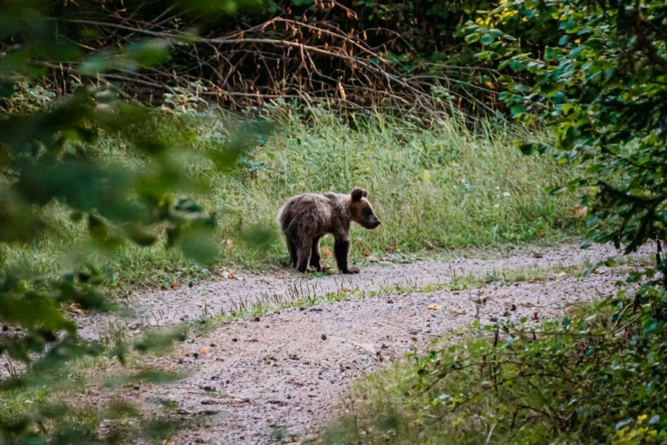 Ilustračný obrázok k článku Obec pri Prešove upozorňuje: Dávajte si POZOR! V okolí bol videný medveď