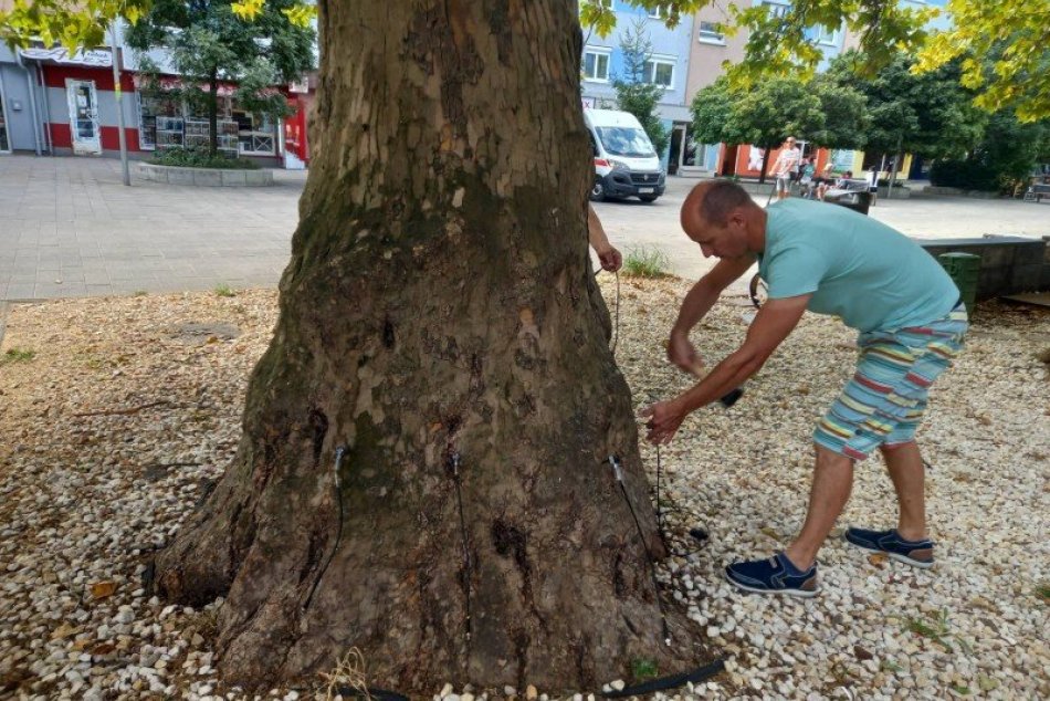 Ilustračný obrázok k článku Šaľa preveruje stav stromov ŠPECIÁLNYM prístrojom: Prvé výsledky potešili, FOTO