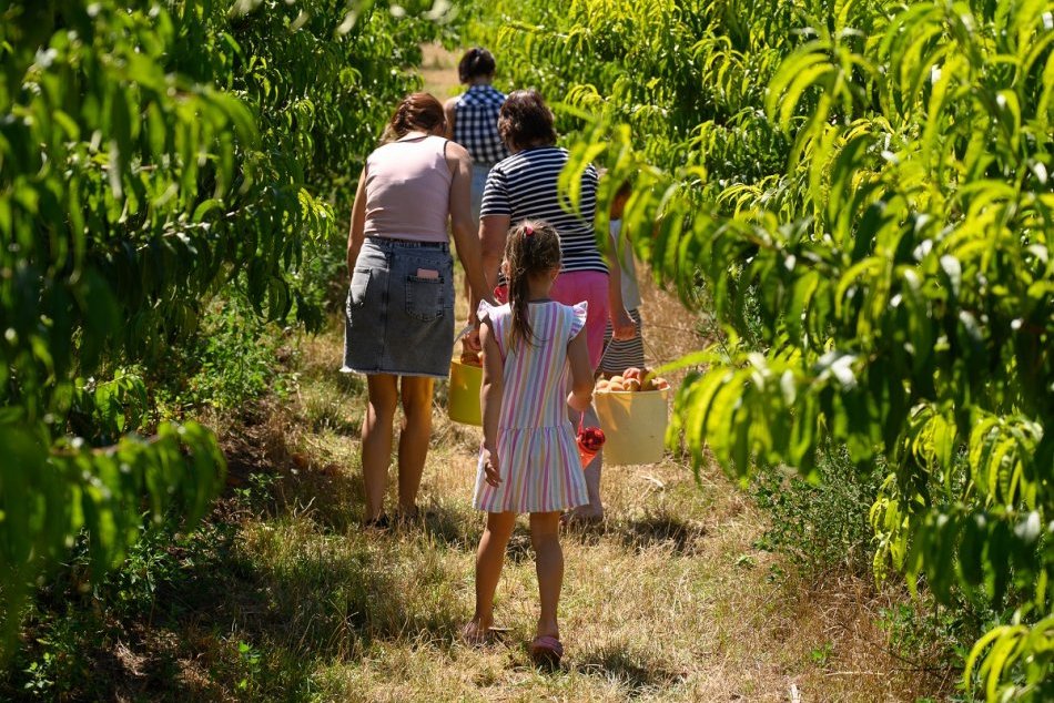 Ilustračný obrázok k článku Samozber broskýň vrcholí: Šťavnaté ovocie si natrháte aj neďaleko Nitry, FOTO
