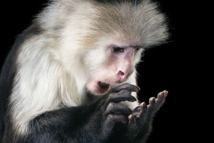 Ilustračný obrázok k článku HOROROVÝ útok gangu opíc! Malý chlapec neprežil ich napadnutie, opica mu vytrhla črevo