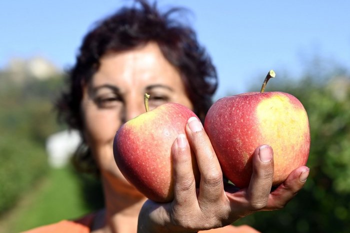 Ilustračný obrázok k článku Začal sa veľký SAMOZBER jabĺk: V tomto sade vám pribalia pár kilov ZADARMO!