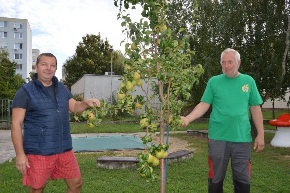 Ilustračný obrázok k článku Pred pár rokmi vysadili v škôlke ovocné stromy: Dnes sa tešia z parádnej úrody