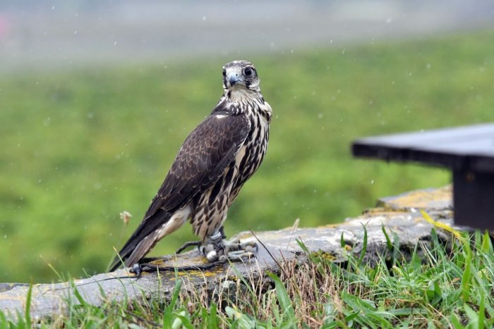 Ilustračný obrázok k článku V okolí Nových Zámkov pribúdajú špeciálne búdky: Pomôžu vzácnemu druhu vtákov