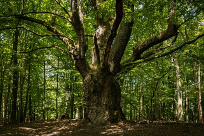 Ilustračný obrázok k článku Strom roka rastie kúsok od Bratislavy: Urobte si výlet k majestátnemu Dračiemu dubu