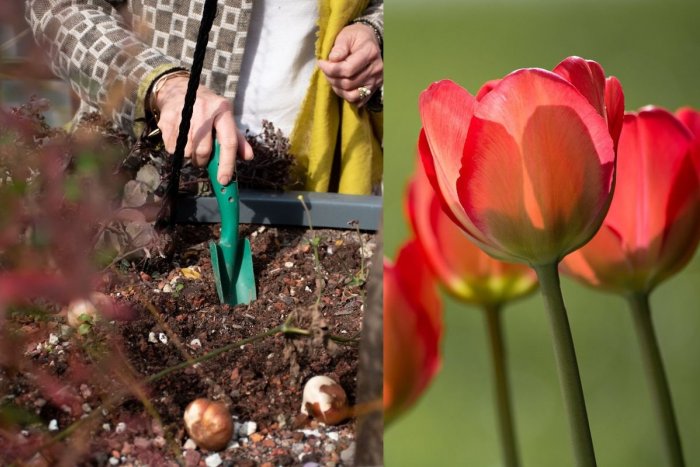 Ilustračný obrázok k článku Dar Holandského kráľovstva: Nitru skrášlia tisícky pestrofarebných tulipánov