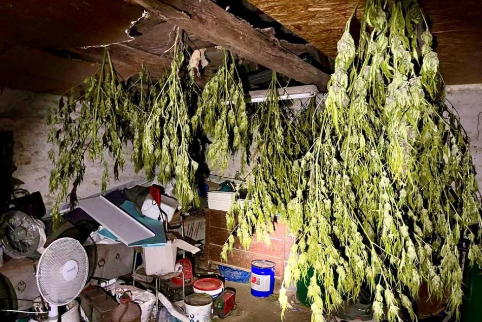 Ilustračný obrázok k článku Marihuana, kam len oko dovidí: Novozámockí policajti odhalili pestovateľa, FOTO