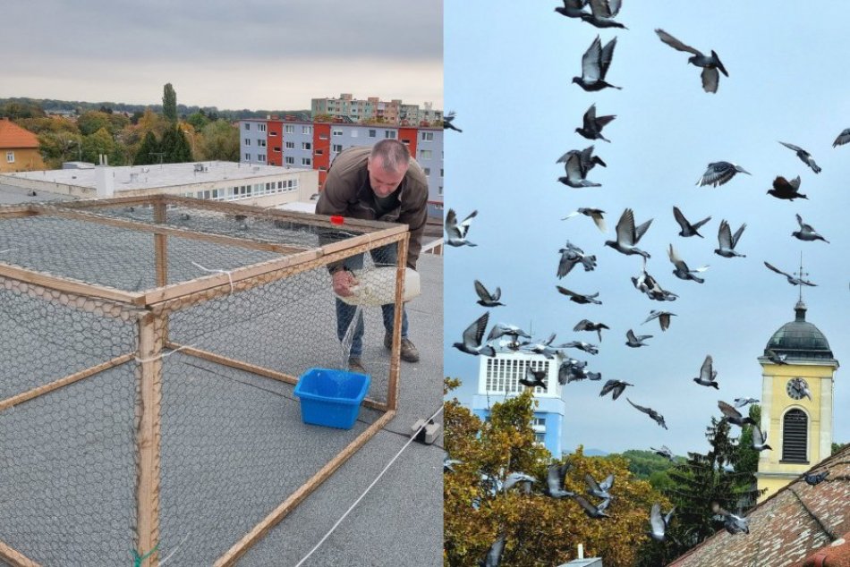Ilustračný obrázok k článku V Šali odštartoval boj s holubmi: Odchytávajú ich do špeciálnych pascí, FOTO