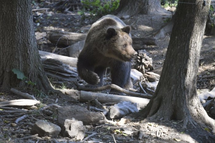 Ilustračný obrázok k článku Ľudia na Podpoľaní žijú s obavami: Postrelenú medvedicu stále nenašli