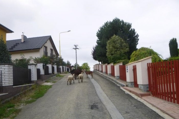 Ilustračný obrázok k článku KURIOZITA na Ružovej v Prešove: Majiteľ si to nevedel vysvetliť, ušli mu 4 kozy a 2 ovce