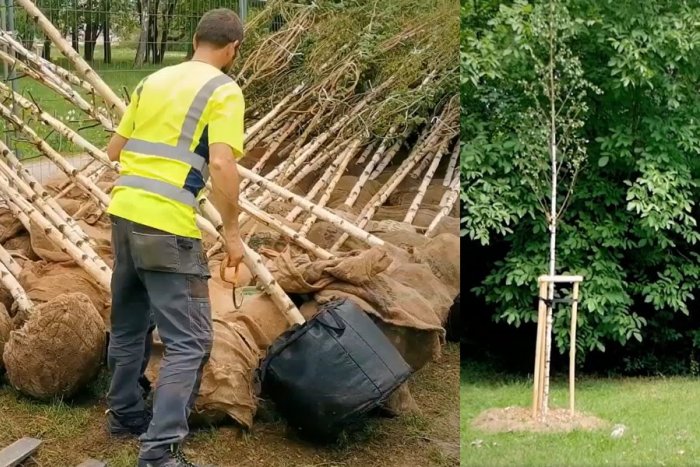 Ilustračný obrázok k článku Mesto pripravuje jesennú výsadbu: V Nitre pribudnú STOVKY nových stromov a kríkov