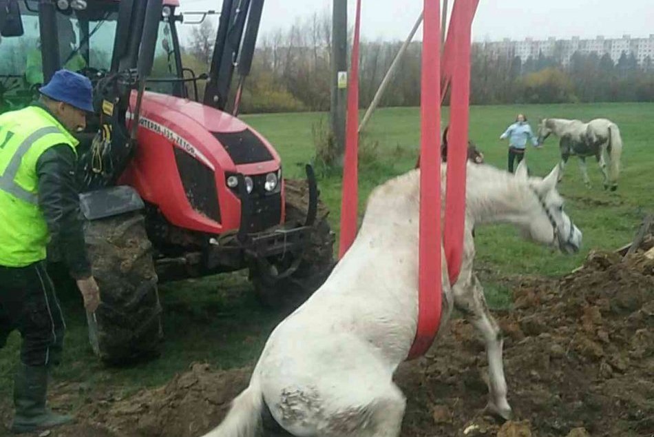 Ilustračný obrázok k článku Hasiči zachraňovali kone, ktoré uviazli v úzkej jame: TAKTO ich vytiahli do bezpečia, FOTO